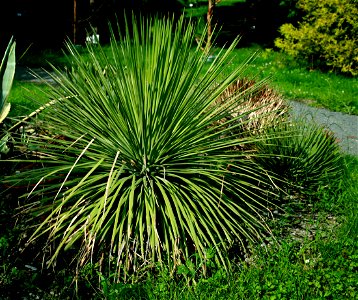 Agave stricta from Botanical Garden of Charles University in Prague, Czech Republic