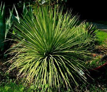 Agave stricta from Botanical Garden of Charles University in Prague, Czech Republic photo