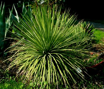Agave stricta from Botanical Garden of Charles University in Prague, Czech Republic