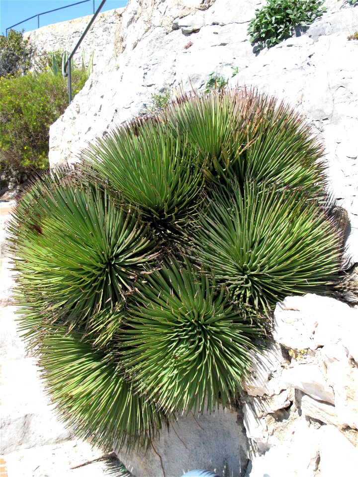Agave Stricta in the exotic garden of Eze (France : Alpes maritimes)