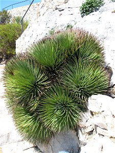 Agave Stricta in the exotic garden of Eze (France : Alpes maritimes)