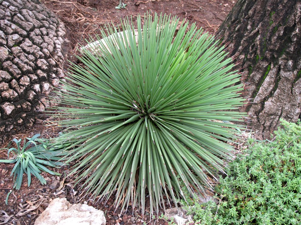 Agave stricta in exotic garden in Monaco