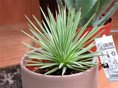 Young Agave, probably A. stricta, in a garden centre. The species Agave nana on the label dosnt exist.