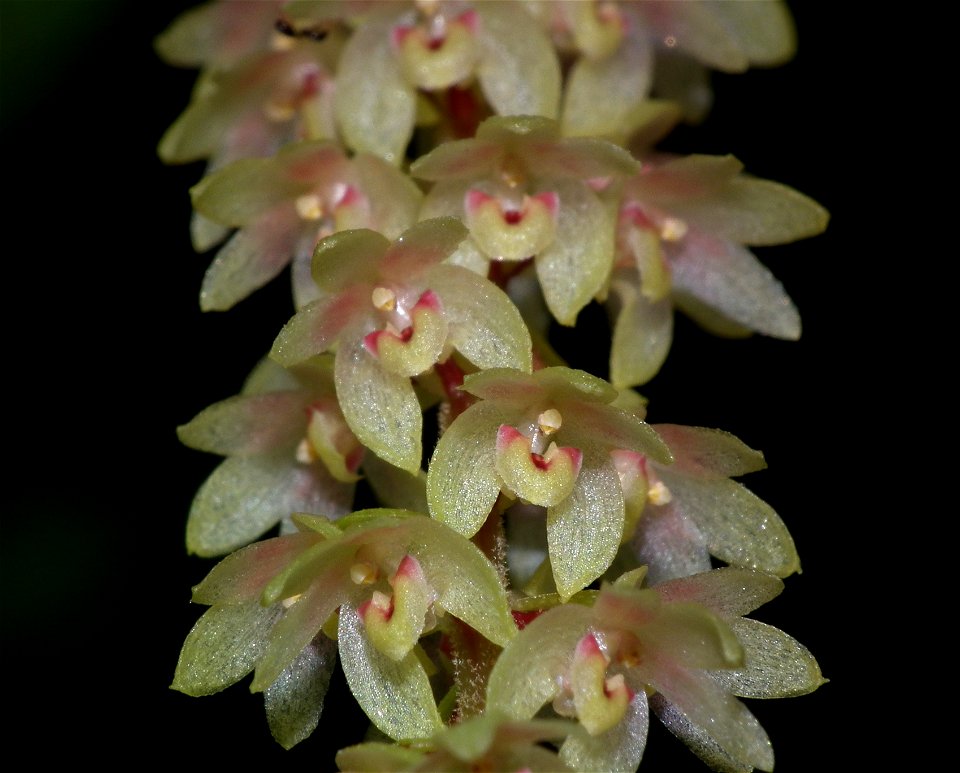 Pinalia polyura from leyte