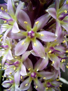 This photo shows Eucomis bicolor