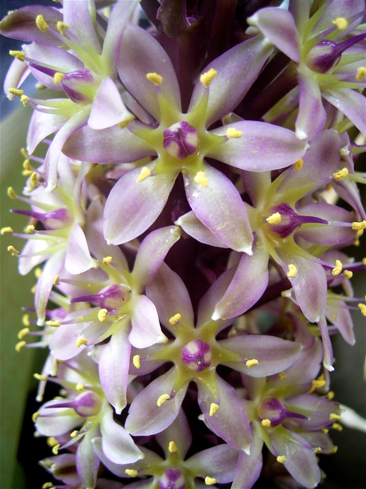 This photo shows Eucomis bicolor