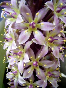 This photo shows Eucomis bicolor