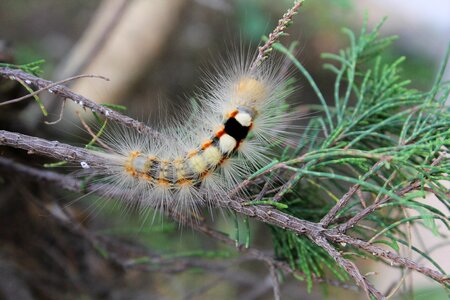 Caterpillar close up hairy photo