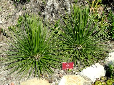 Agave striata specimen in the Jardin botanique du Val Rahmeh, Menton, Alpes-Maritimes, France. photo