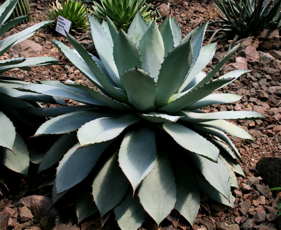 Succulent plant Agave potatorum in Botanical Garden Liberec, Czech Republic