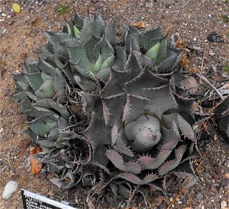 Agave potatorum at Quail Botanical Gardens in Encinitas, California, USA. Identified by sign. photo