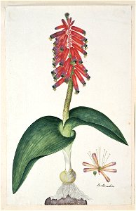 IdentificatieTitel(s): Lachenalia bulbifera (Cirillo) Engl.lachenalia (titel op object)Objecttype: tekening albumblad Objectnummer: RP-T-1914-18-37Opschriften / Merken: annotatie, rechtsonder, pen in photo