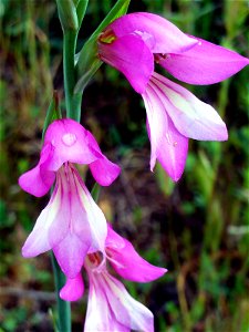 Gladiolus communis flowers close up in Dehesa Boyal de Puertollano, Spain