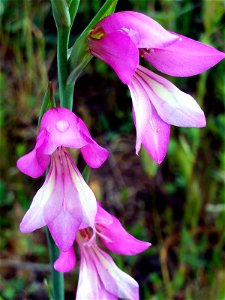 Gladiolus communis flowers close up in Dehesa Boyal de Puertollano, Spain photo