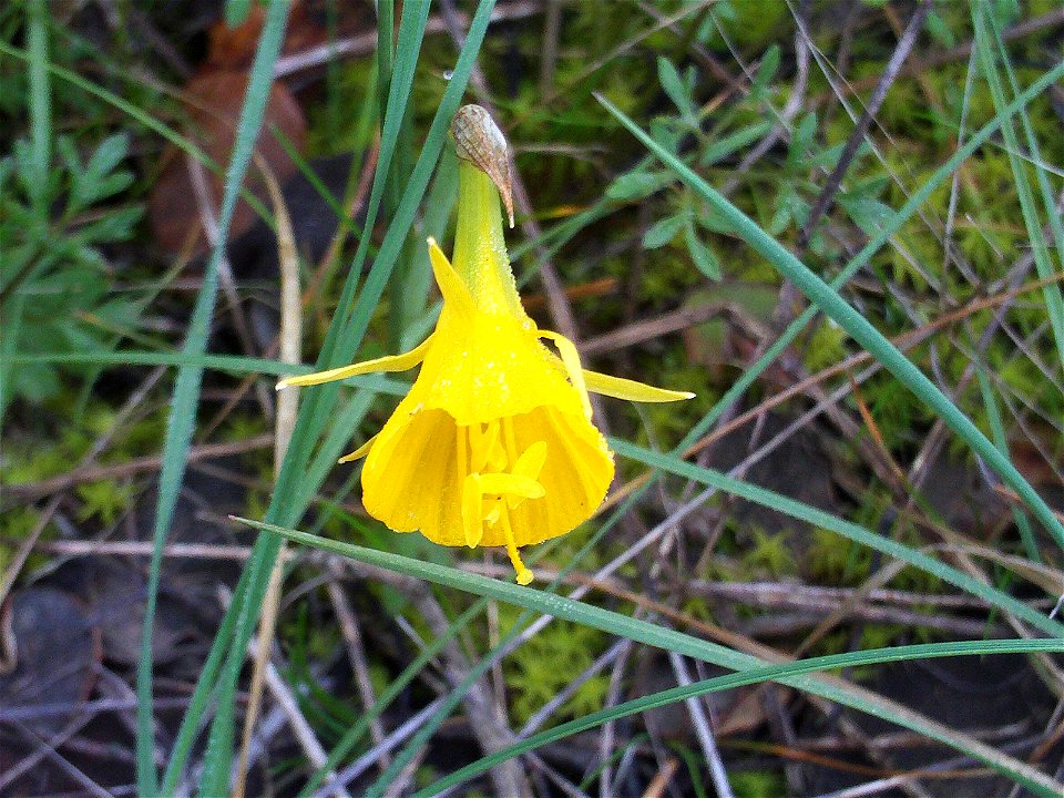 Narcissus bulbocodium Flower closeup,  Dehesa  Boyal de Puertollano, Spain