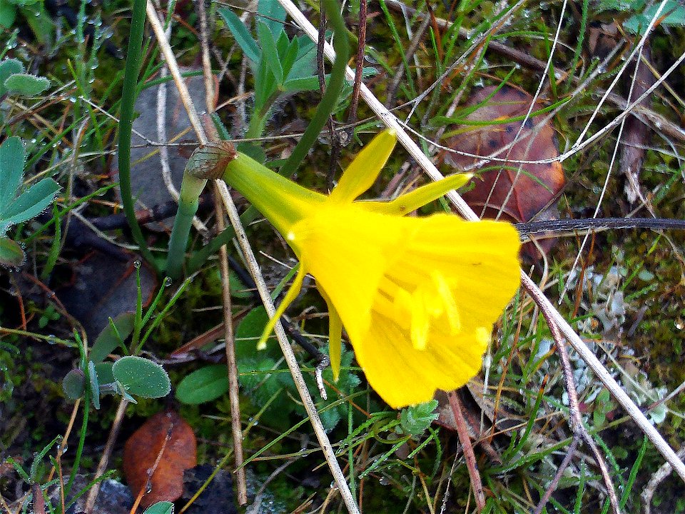 Narcissus bulbocodium Flower closeup,  Dehesa  Boyal de Puertollano, Spain
