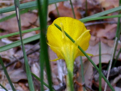 Narcissus bulbocodium rear close up, Sierra Madrona, Spain photo