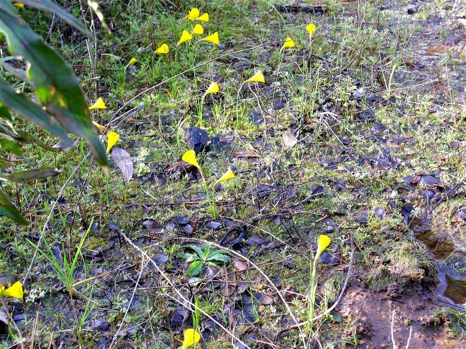 Narcissus bulbocodium habitat,  Dehesa  Boyal de Puertollano, Spain
