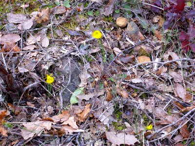 Narcissus bulbocodium habitat, Sierra Madrona, Spain