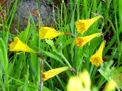 Narcissus bulbocodium habit Campo de Calatrava, Spain