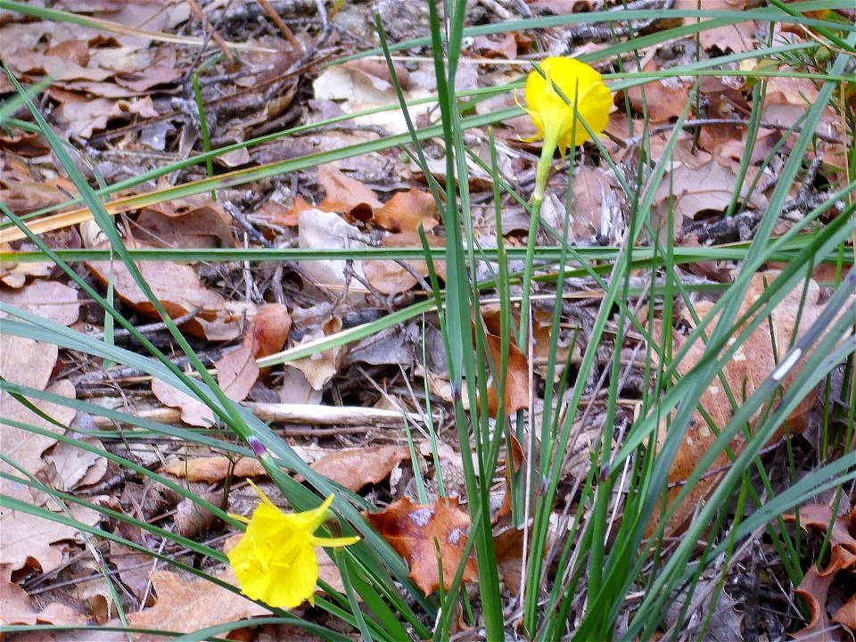Narcissus bulbocodium habit, Fuencaliente Sierra Madrona, Spain