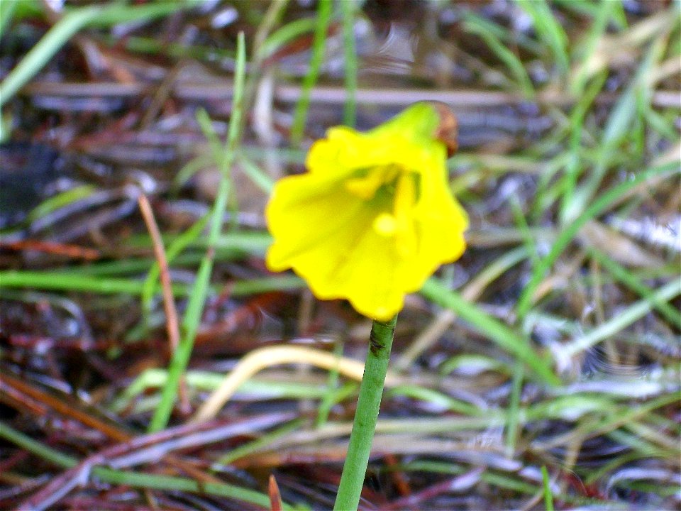 Narcissus bulbocodium Flower closeup,  Dehesa  Boyal de Puertollano, Spain
