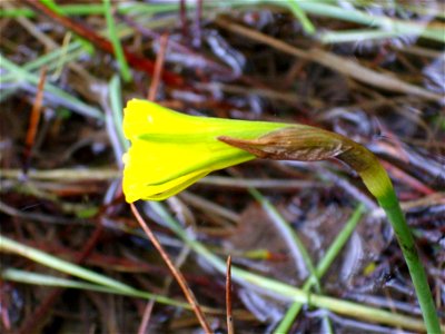 Narcissus bulbocodium Flower closeup, Dehesa Boyal de Puertollano, Spain photo