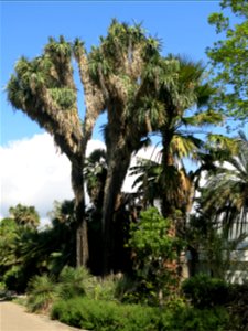 Parc Olbius Riquier - Yucca filifera. Hyères (Var, France).