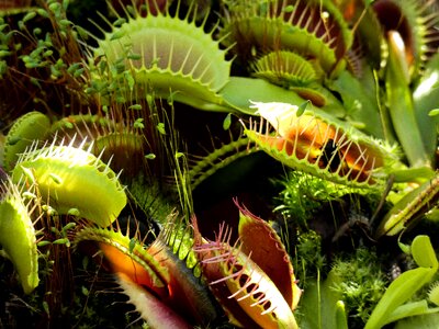 Trap plant predatory plant