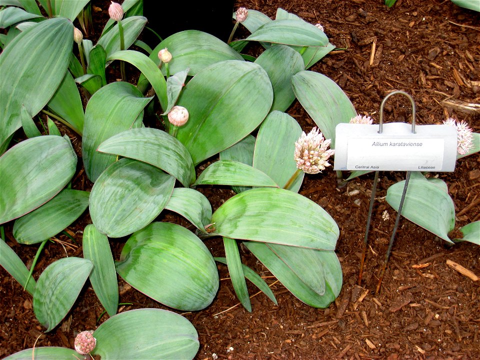 Allium karataviense, in Tower Hill Botanic Garden, Boylston, Massachusetts, USA.