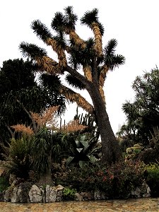 Yucca filifera in the exotic garden of Monaco
