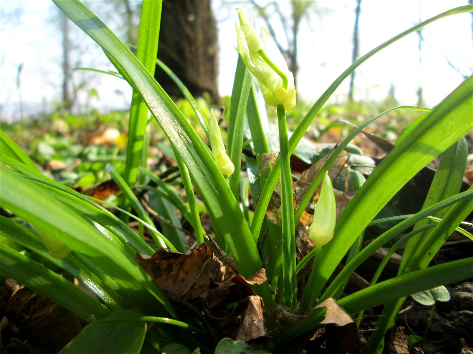 Wunder-Lauch (Allium paradoxum) am Reppersberges in Alt-Saarbrücken - eingeschleppt aus dem Kaukasus