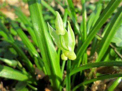 Wunder-Lauch (Allium paradoxum) am Reppersberges in Alt-Saarbrücken - eingeschleppt aus dem Kaukasus