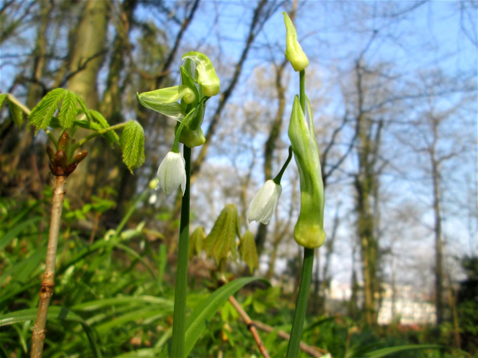 Wunder-Lauch (Allium paradoxum) am Reppersberges in Alt-Saarbrücken - eingeschleppt aus dem Kaukasus