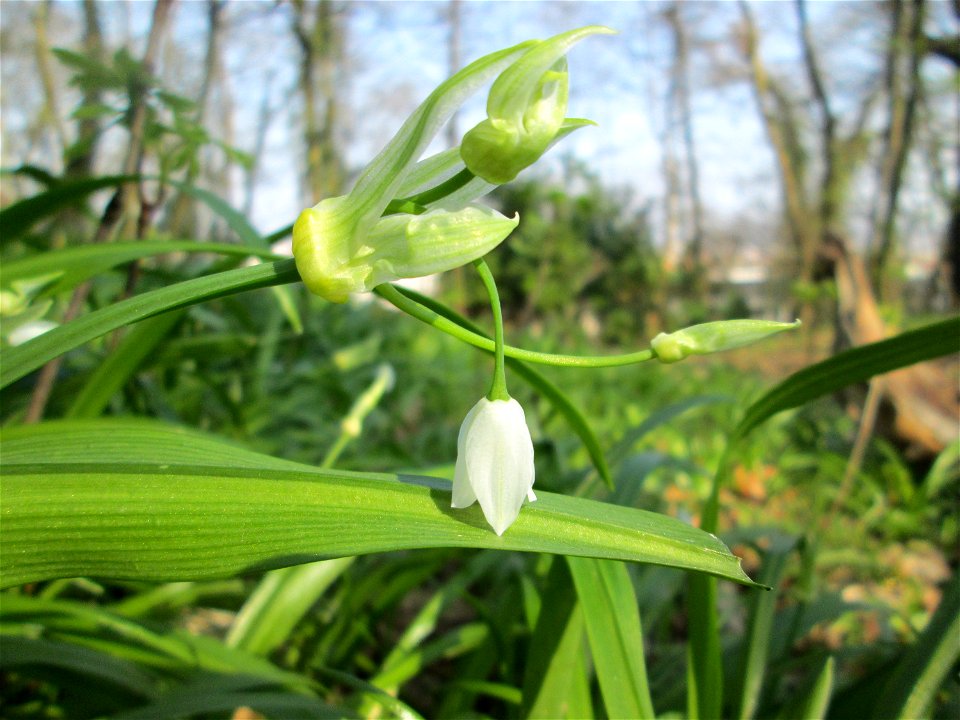 Wunder-Lauch (Allium paradoxum) am Reppersberges in Alt-Saarbrücken - eingeschleppt aus dem Kaukasus