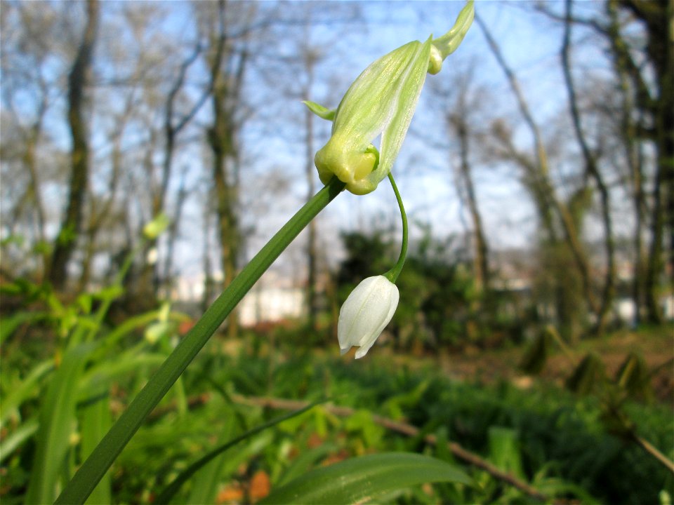 Wunder-Lauch (Allium paradoxum) am Reppersberges in Alt-Saarbrücken - eingeschleppt aus dem Kaukasus
