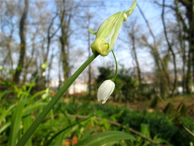 Wunder-Lauch (Allium paradoxum) am Reppersberges in Alt-Saarbrücken - eingeschleppt aus dem Kaukasus