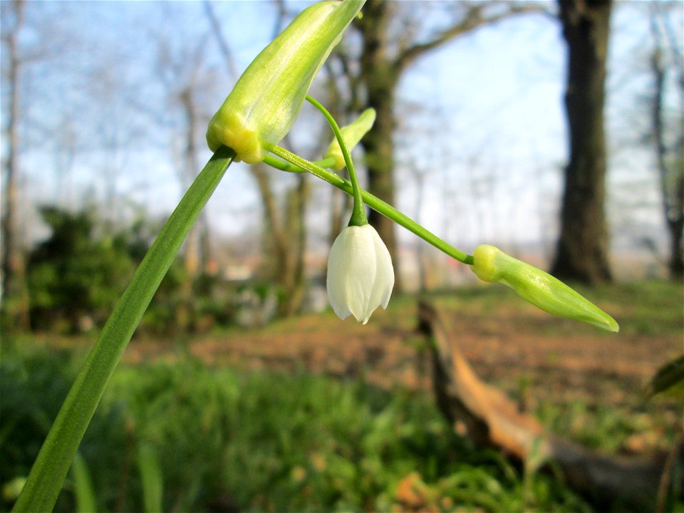 Wunder-Lauch (Allium paradoxum) am Reppersberges in Alt-Saarbrücken - eingeschleppt aus dem Kaukasus