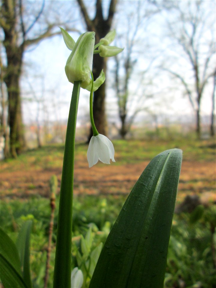 Wunder-Lauch (Allium paradoxum) am Reppersberges in Alt-Saarbrücken - eingeschleppt aus dem Kaukasus