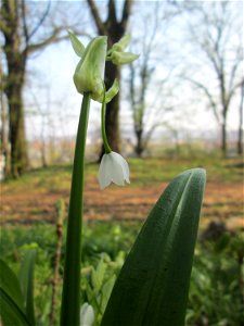 Wunder-Lauch (Allium paradoxum) am Reppersberges in Alt-Saarbrücken - eingeschleppt aus dem Kaukasus