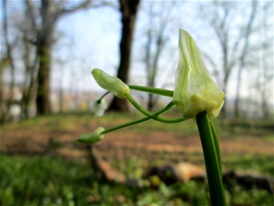 Wunder-Lauch (Allium paradoxum) am Reppersberges in Alt-Saarbrücken - eingeschleppt aus dem Kaukasus
