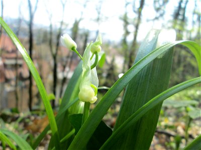 Wunder-Lauch (Allium paradoxum) am Reppersberges in Alt-Saarbrücken - eingeschleppt aus dem Kaukasus