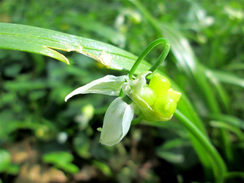 Wunder-Lauch (Allium paradoxum) am Reppersberges in Alt-Saarbrücken - eingeschleppt aus dem Kaukasus
