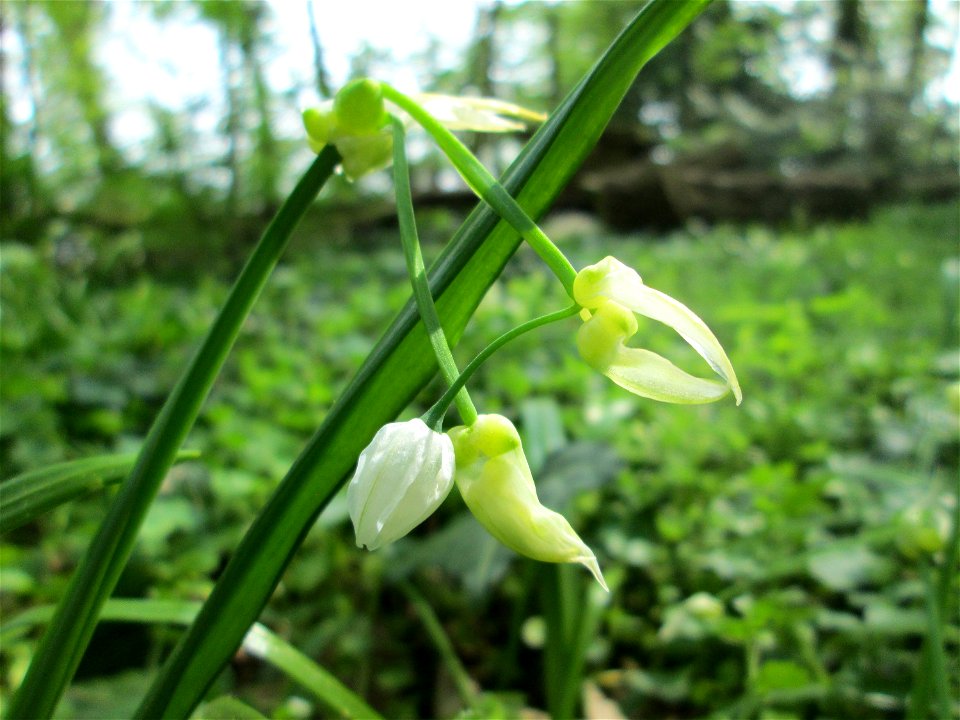 Wunder-Lauch (Allium paradoxum) am Reppersberges in Alt-Saarbrücken - eingeschleppt aus dem Kaukasus