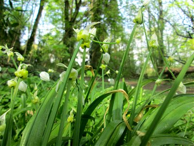 Wunder-Lauch (Allium paradoxum) am Reppersberges in Alt-Saarbrücken - eingeschleppt aus dem Kaukasus