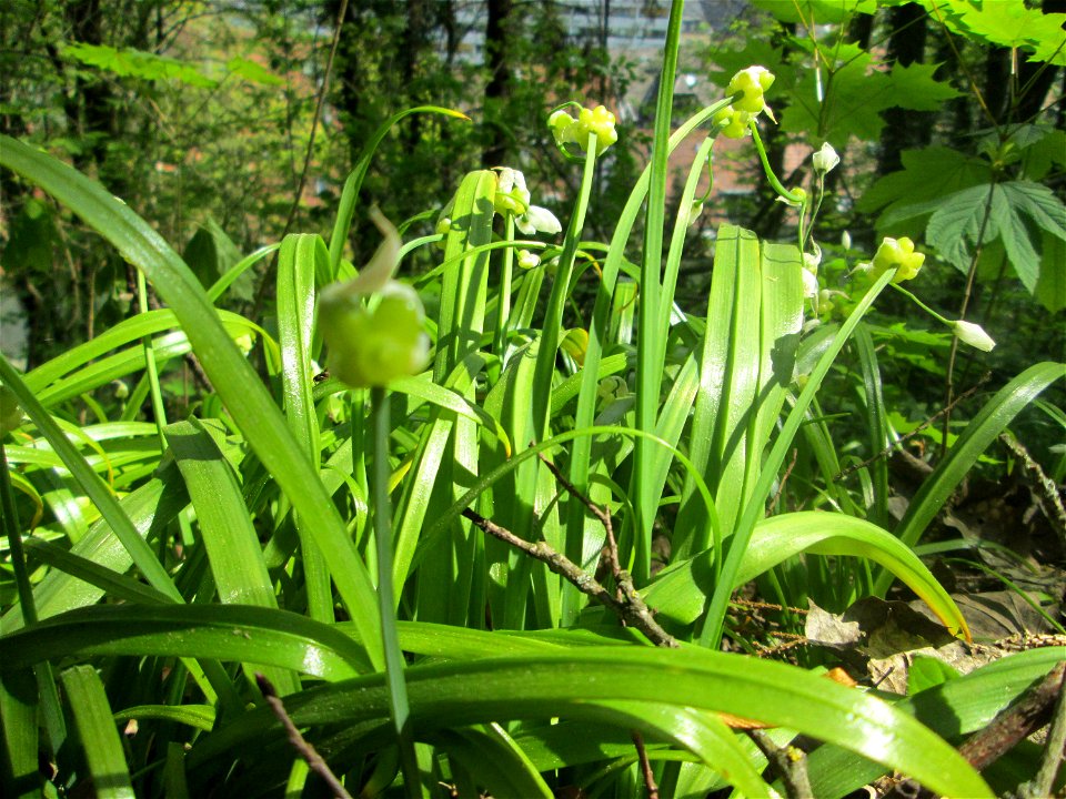 Wunder-Lauch (Allium paradoxum) am Reppersberges in Alt-Saarbrücken - eingeschleppt aus dem Kaukasus