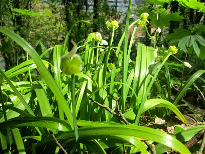 Wunder-Lauch (Allium paradoxum) am Reppersberges in Alt-Saarbrücken - eingeschleppt aus dem Kaukasus