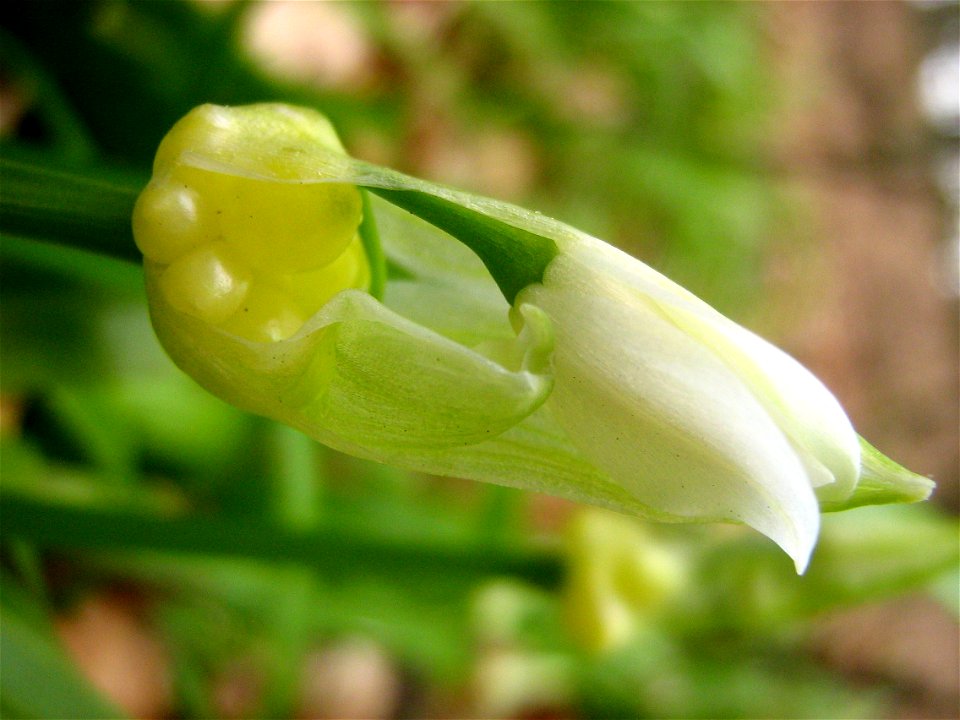 Allium paradoxum with aerial bulbs development (in the forest near Lake Stechlinsee in Brandenburg district, Germany).