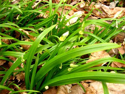 Allium paradoxum with aerial bulbs development (in the forest on the Lake Stechlinsee in the Brandenburg district, Germany).