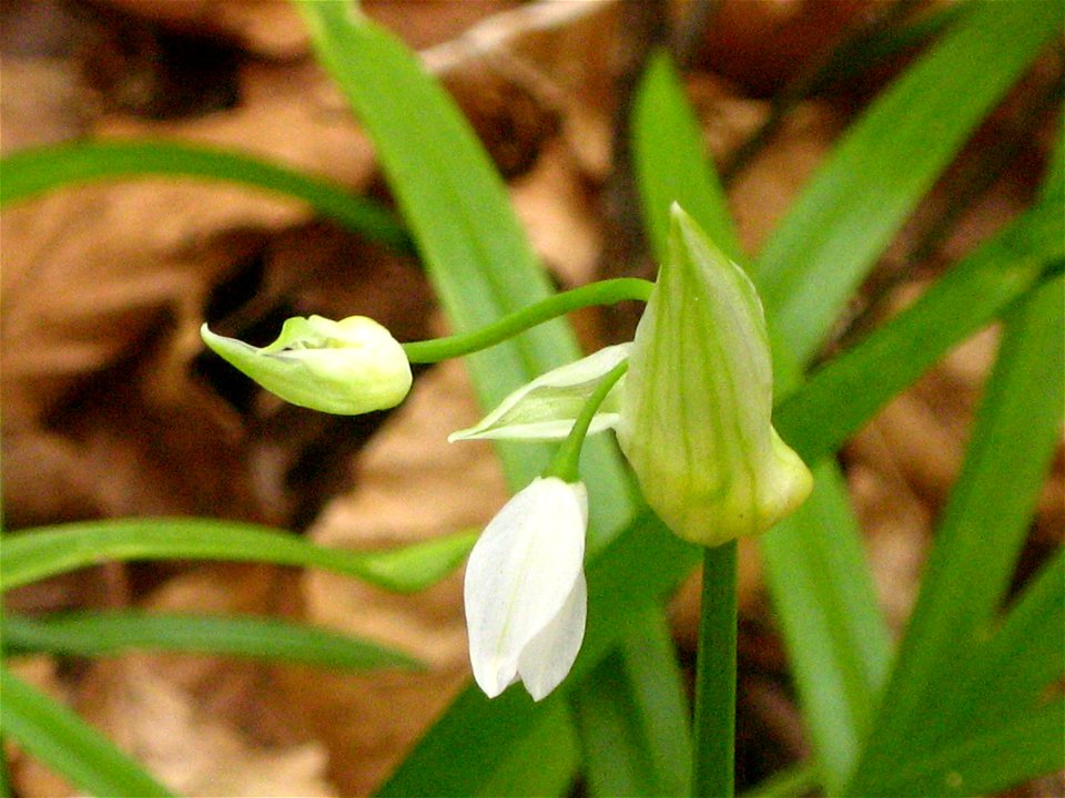 Allium paradoxum (in the forest on the Lake Stechlinsee in the Brandenburg district, Germany).